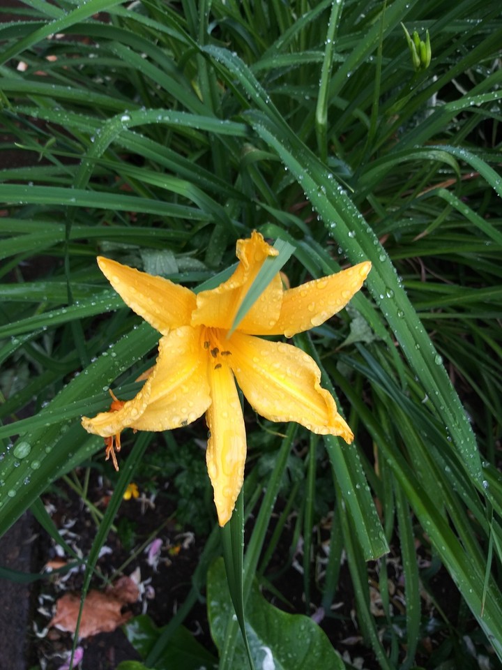 day Lily