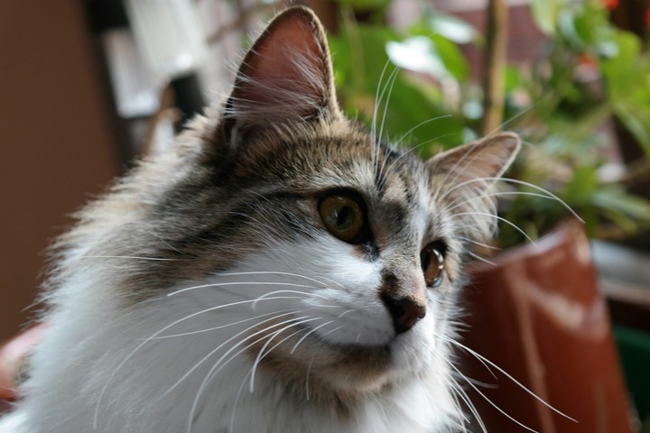 katty