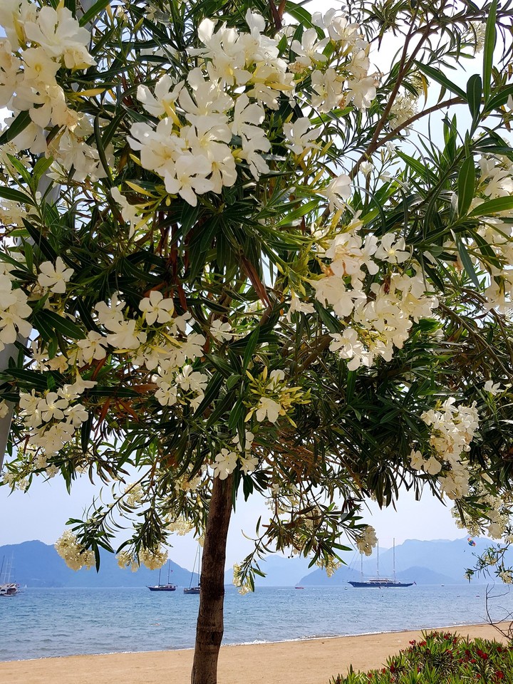 Marmaris