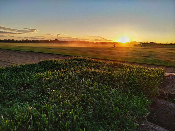 Sunset on turfgrass