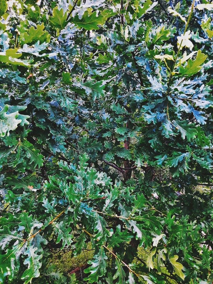 oak
