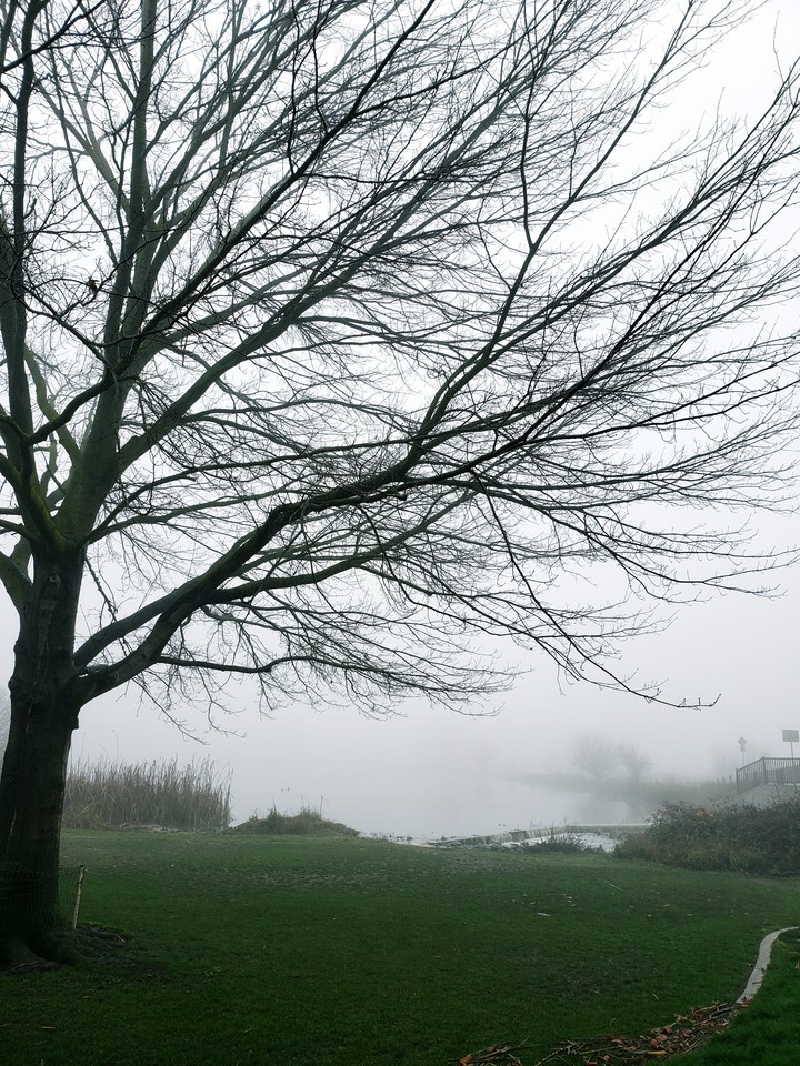 Fog