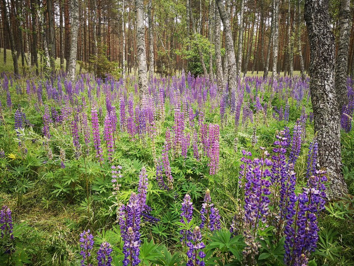 purple wood