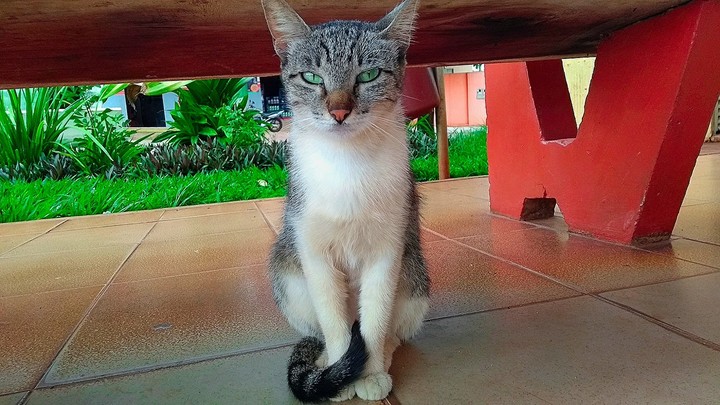 gatos