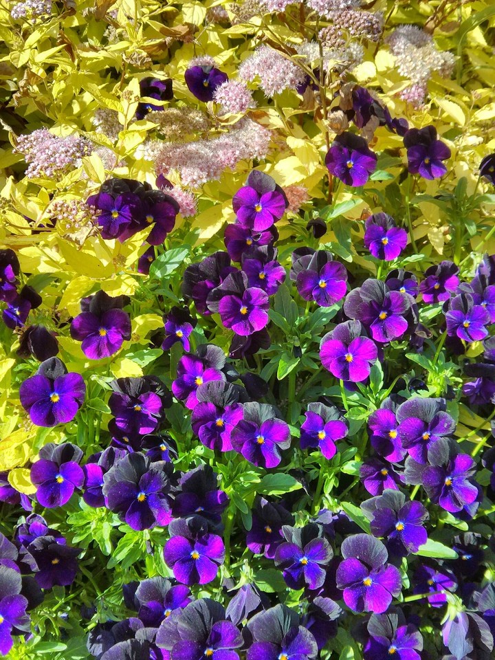 purple pansies