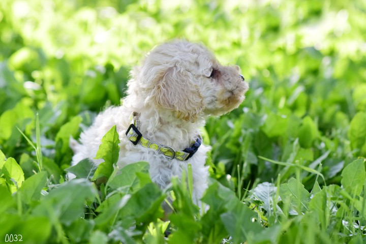 puppy