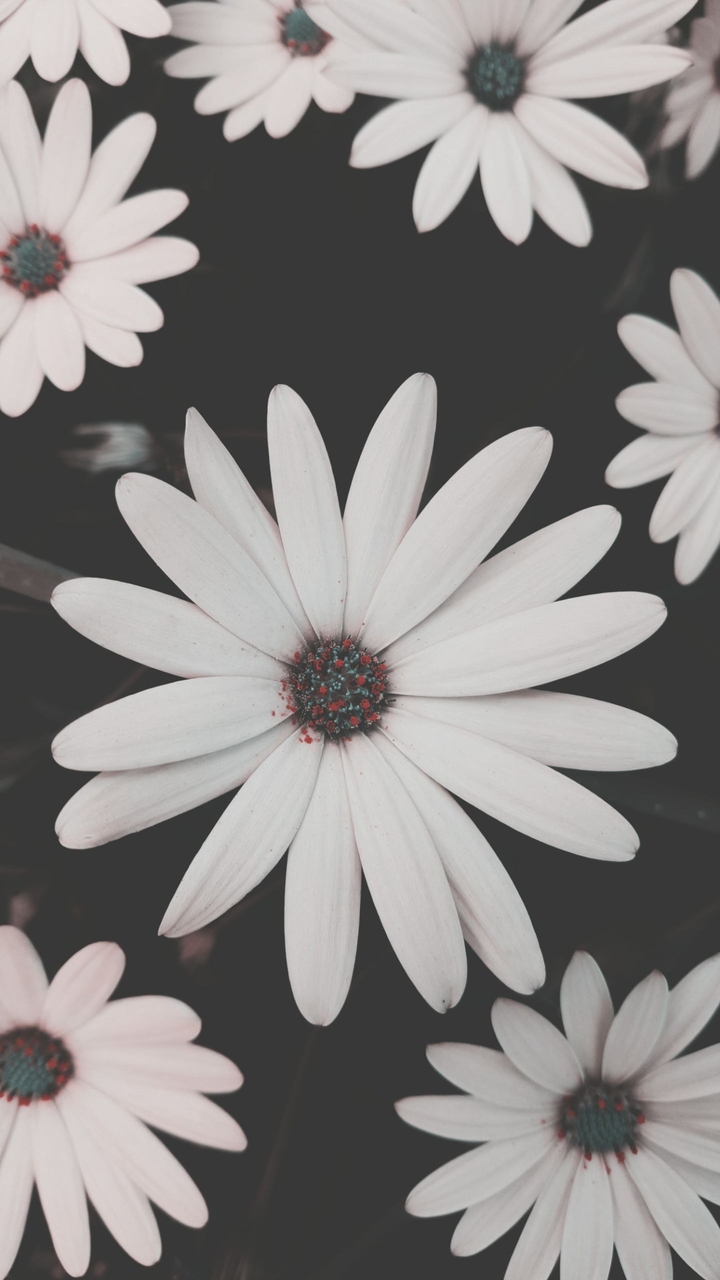 Daisy