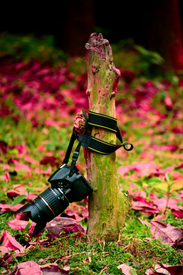 camera Nikko