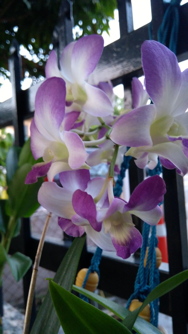 purple orchid