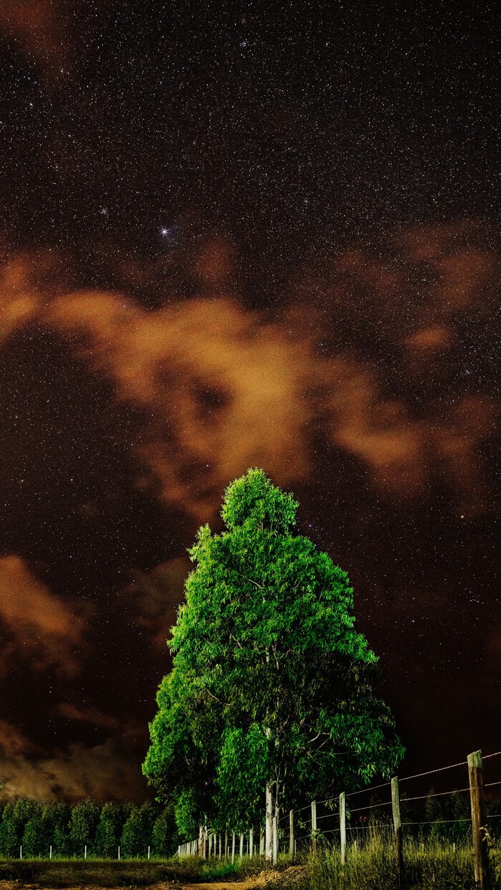tree