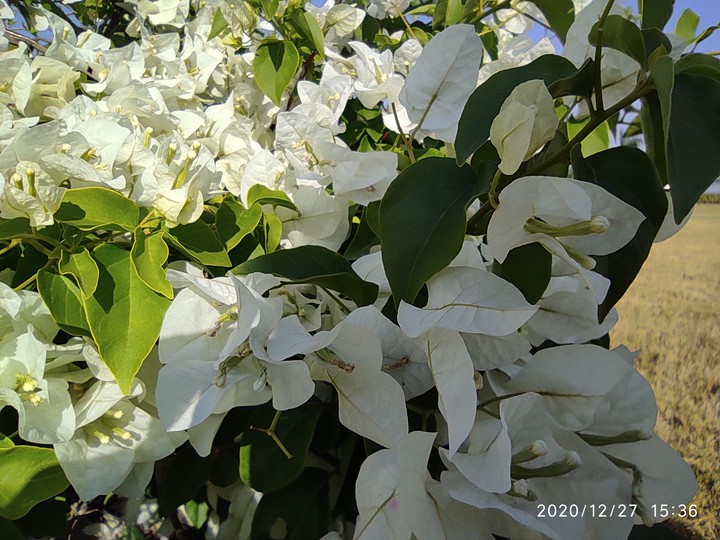 Flower