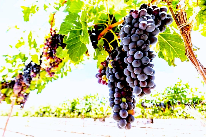 beautiful grapes from Parras de la Fuente Coahuila Mexico