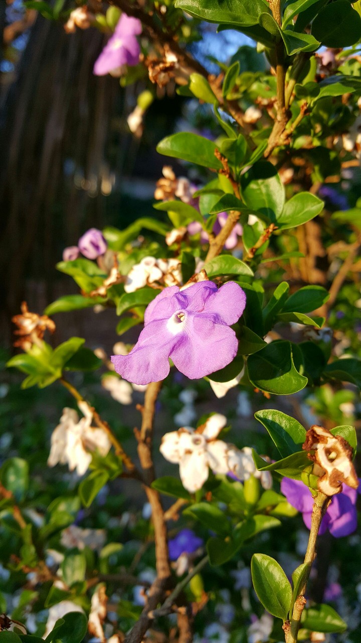 flower