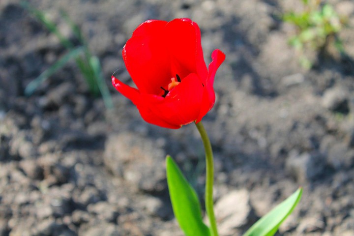 весна