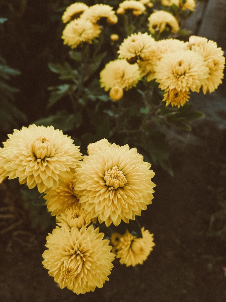 flowers