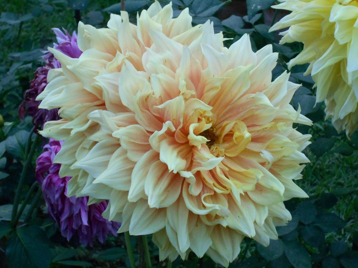 Most Beautiful Flower