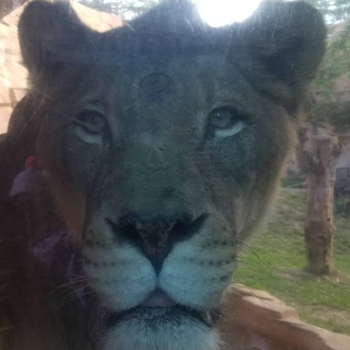 eye of the lion