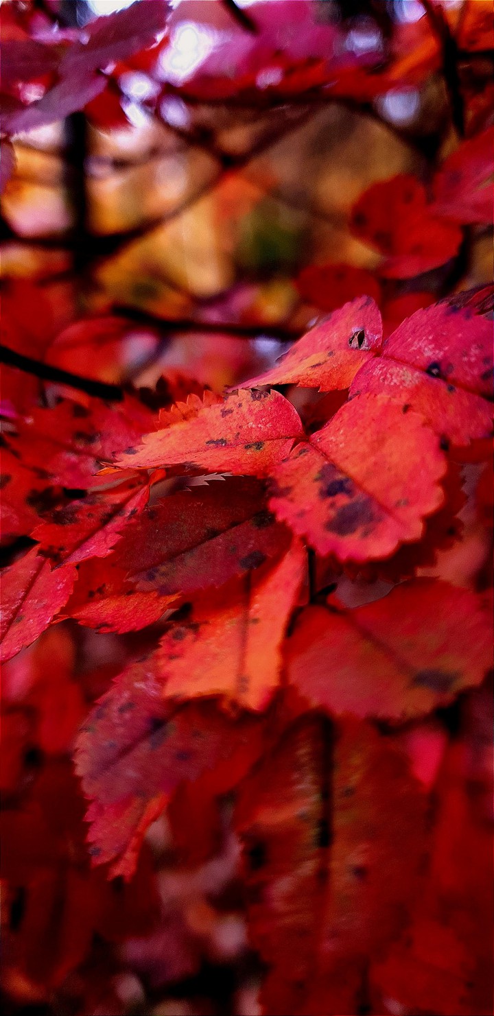 red •