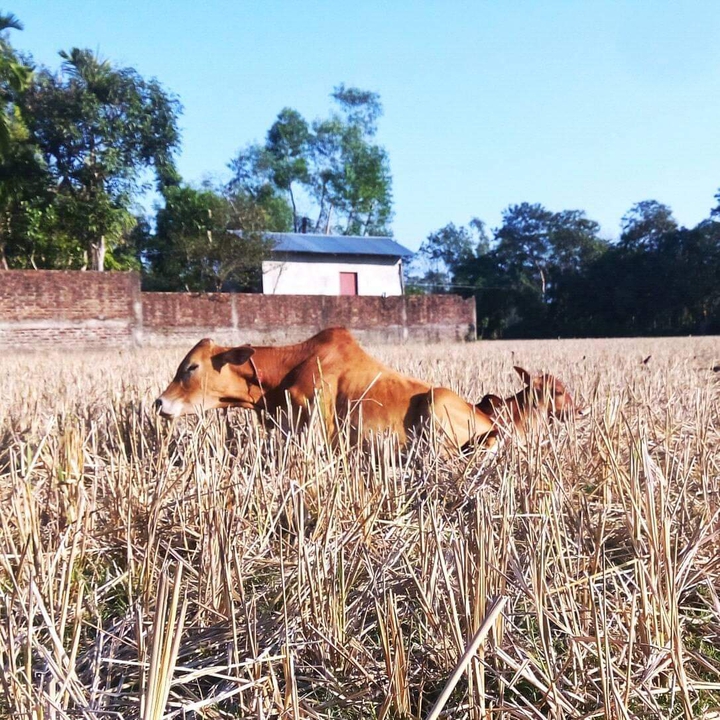 cow