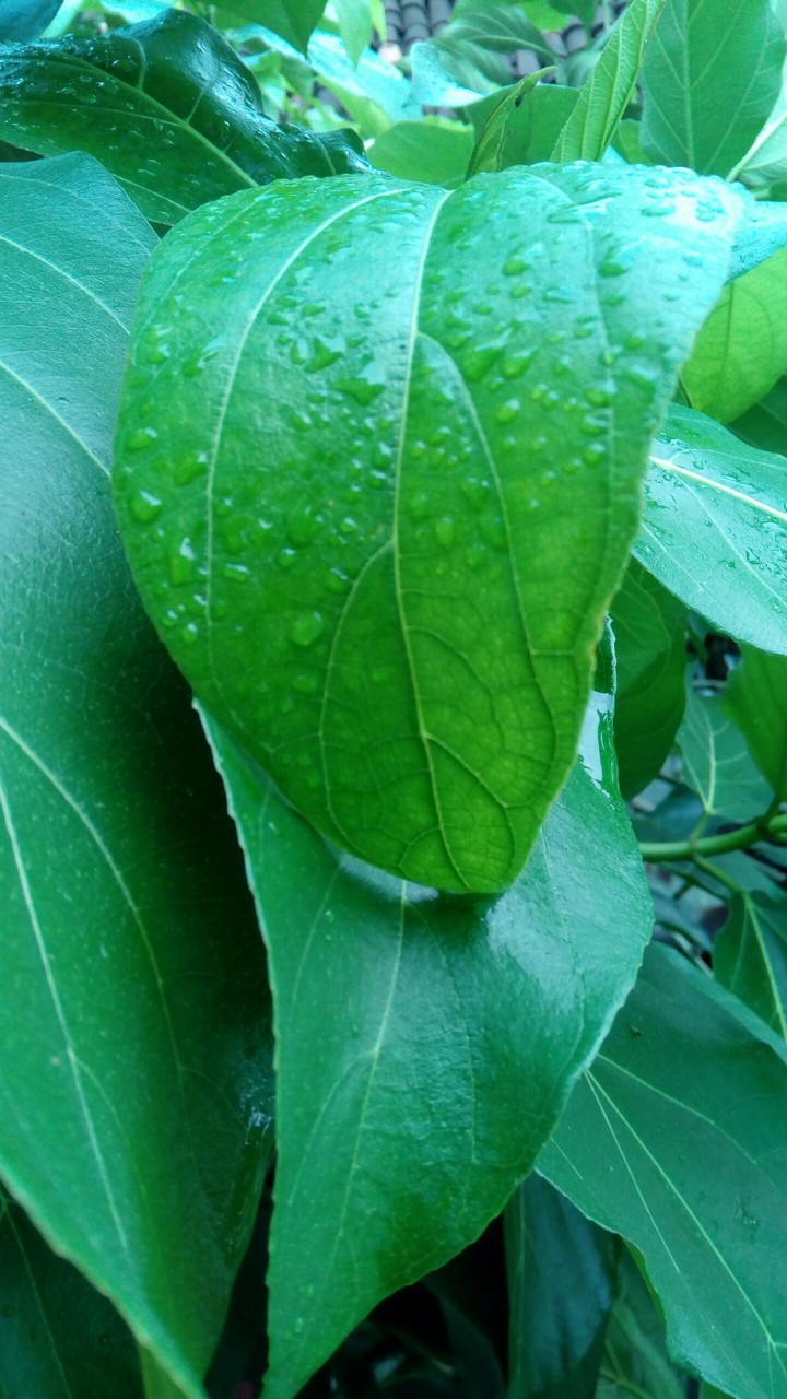 Rainy Leaves.....