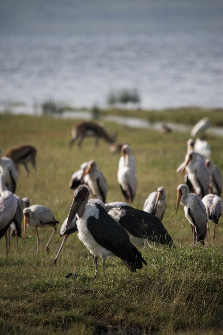 Birds