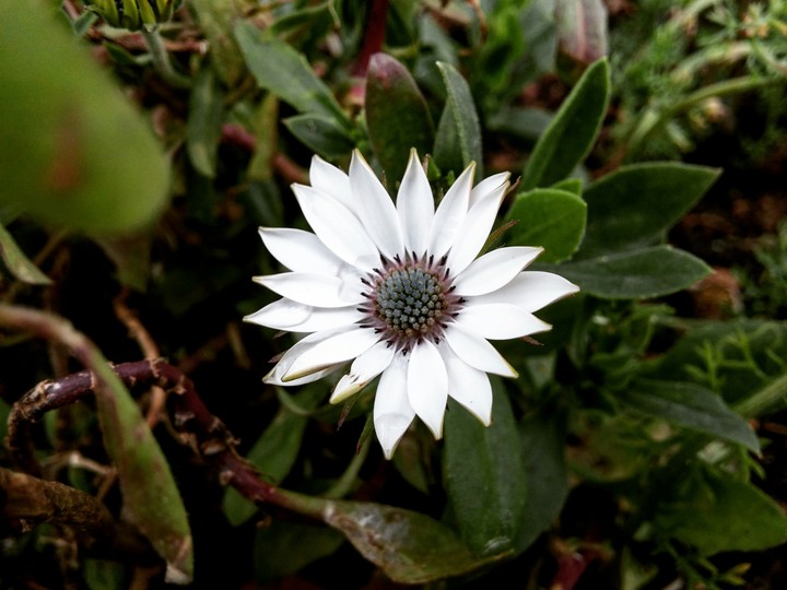 white beauty
