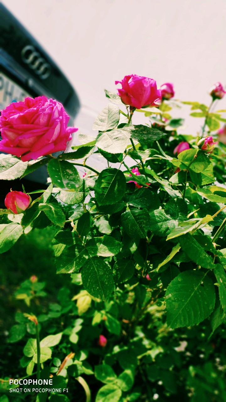 rose