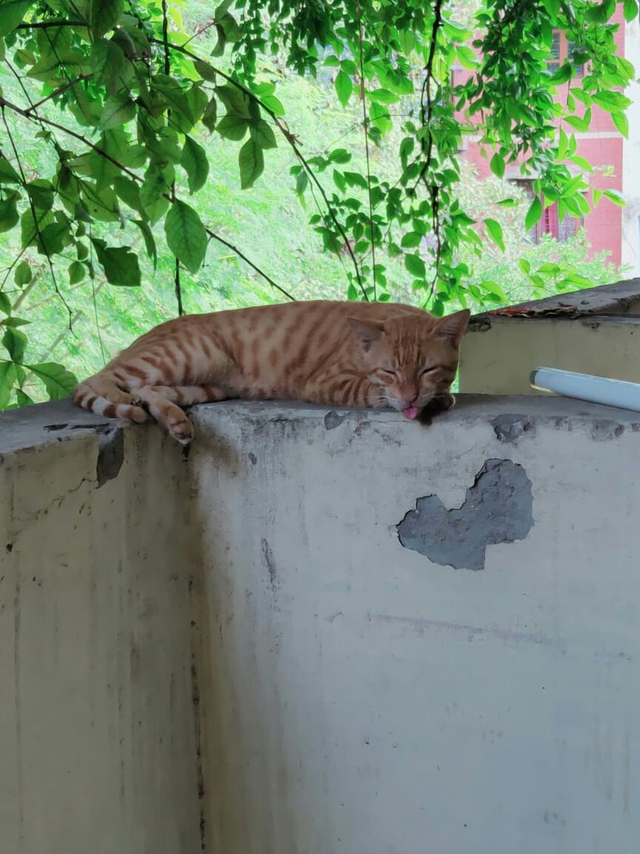 cute kitty