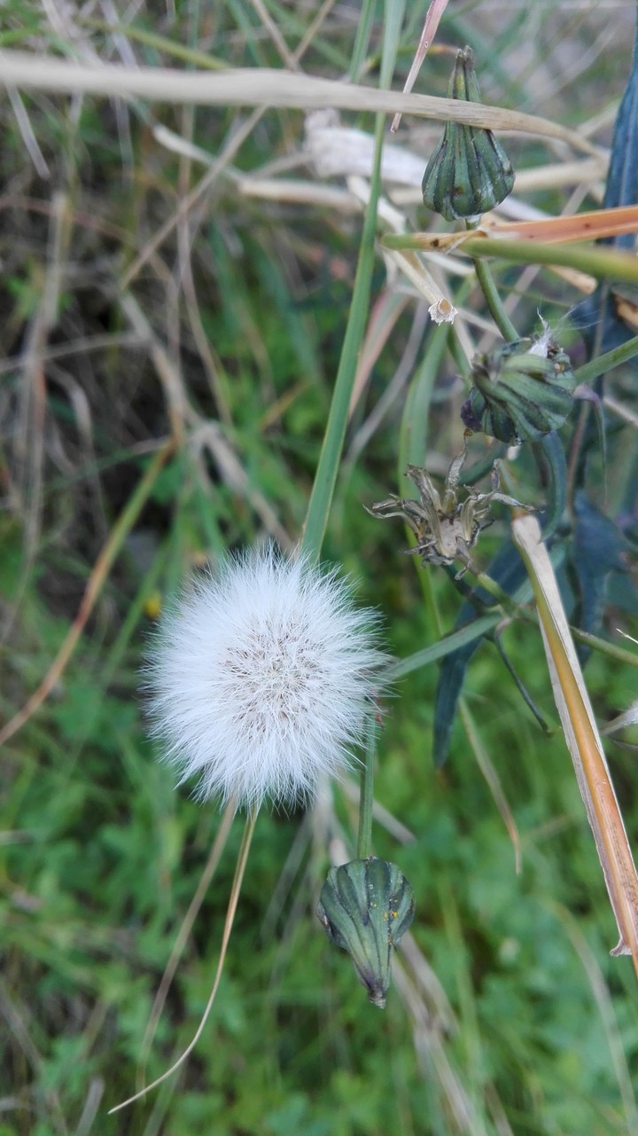 Diente de León