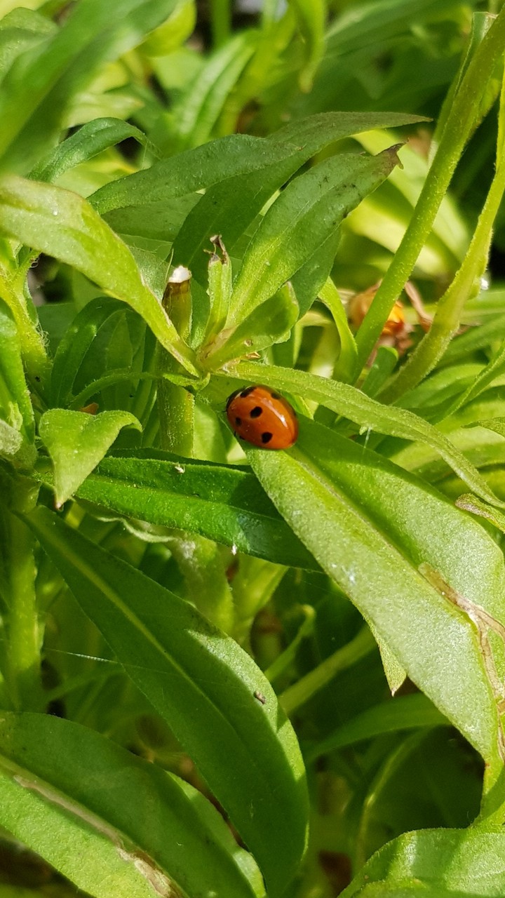 Marienkäfer