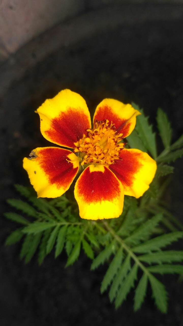 Yellow Flower