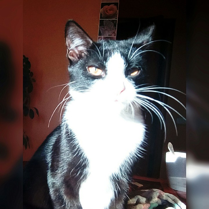 my cat