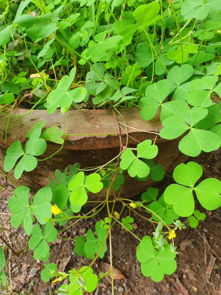 green leaves