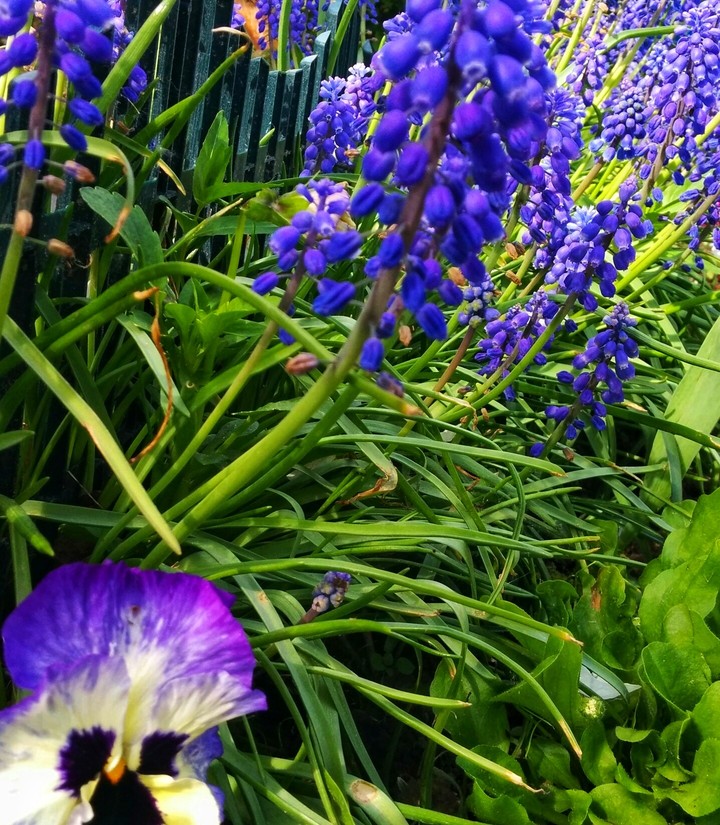 flowers