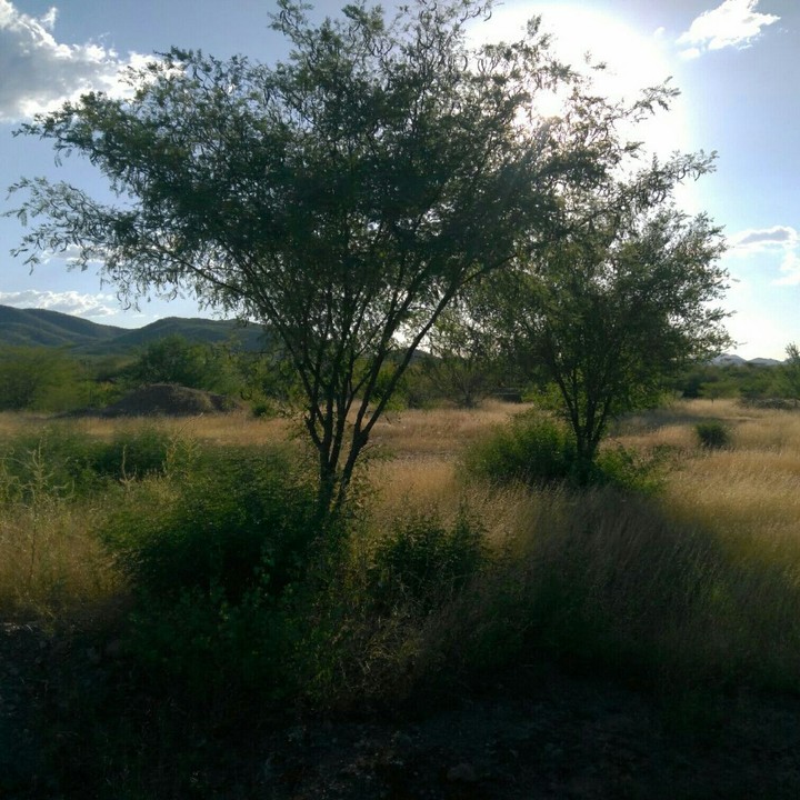 Sonora, México