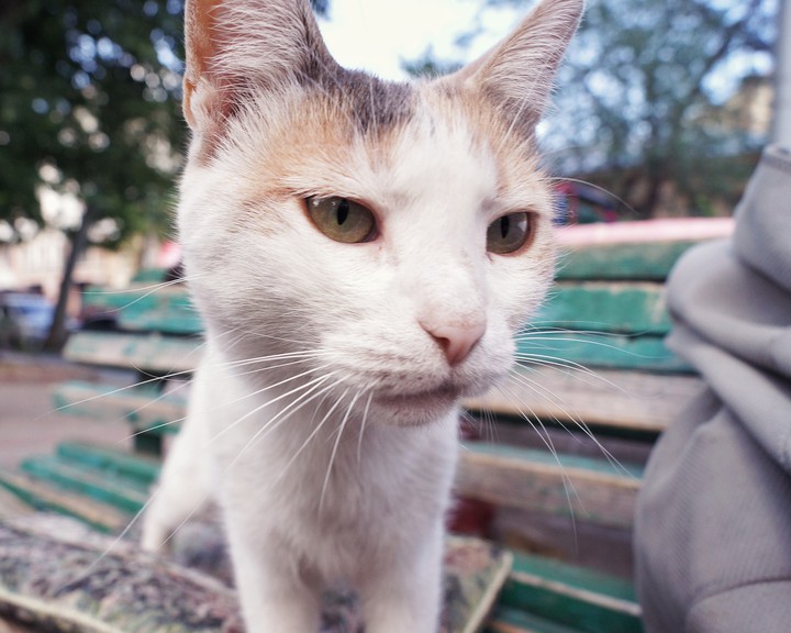 кошка