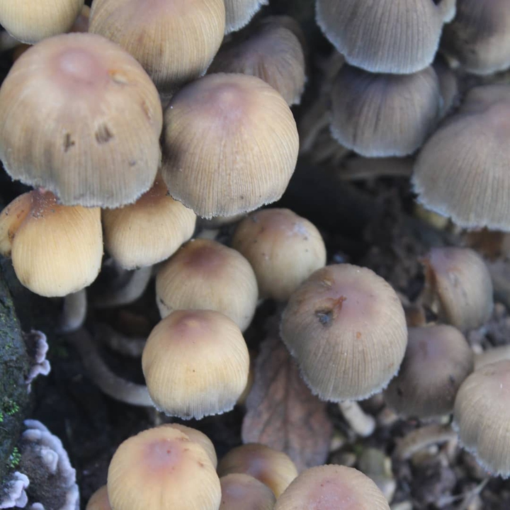 fungi