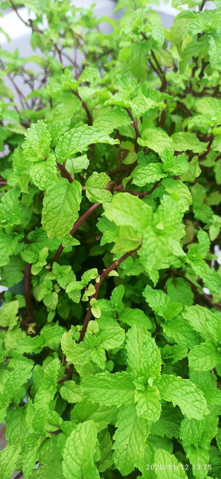 Nature Greenie