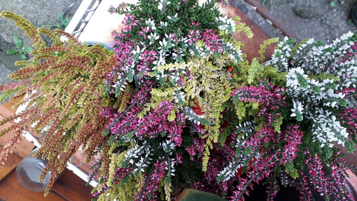 Blumen