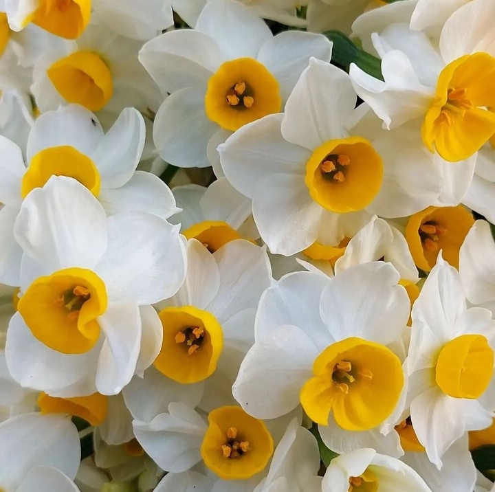 narcissus