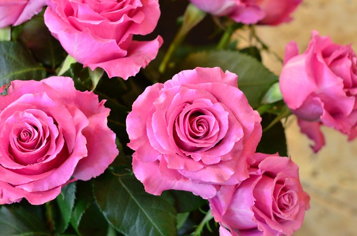 rosa