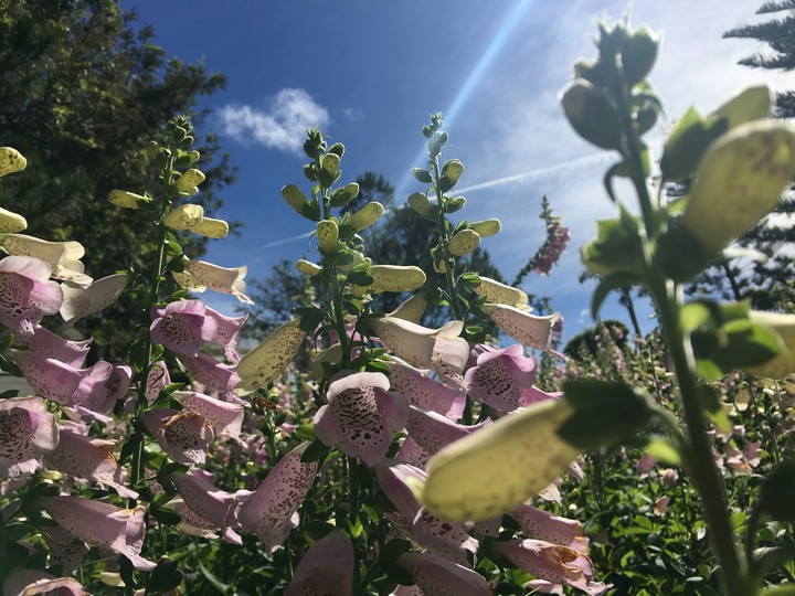 flower