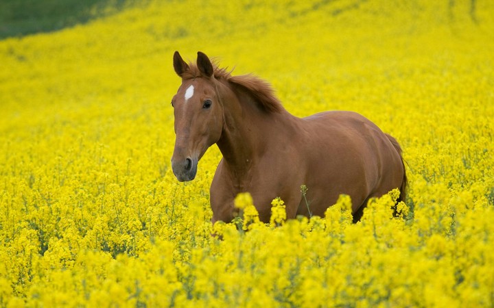horse