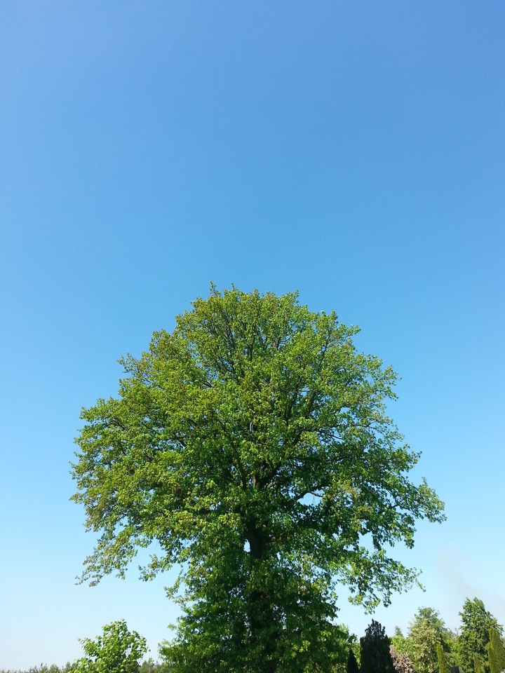 nature