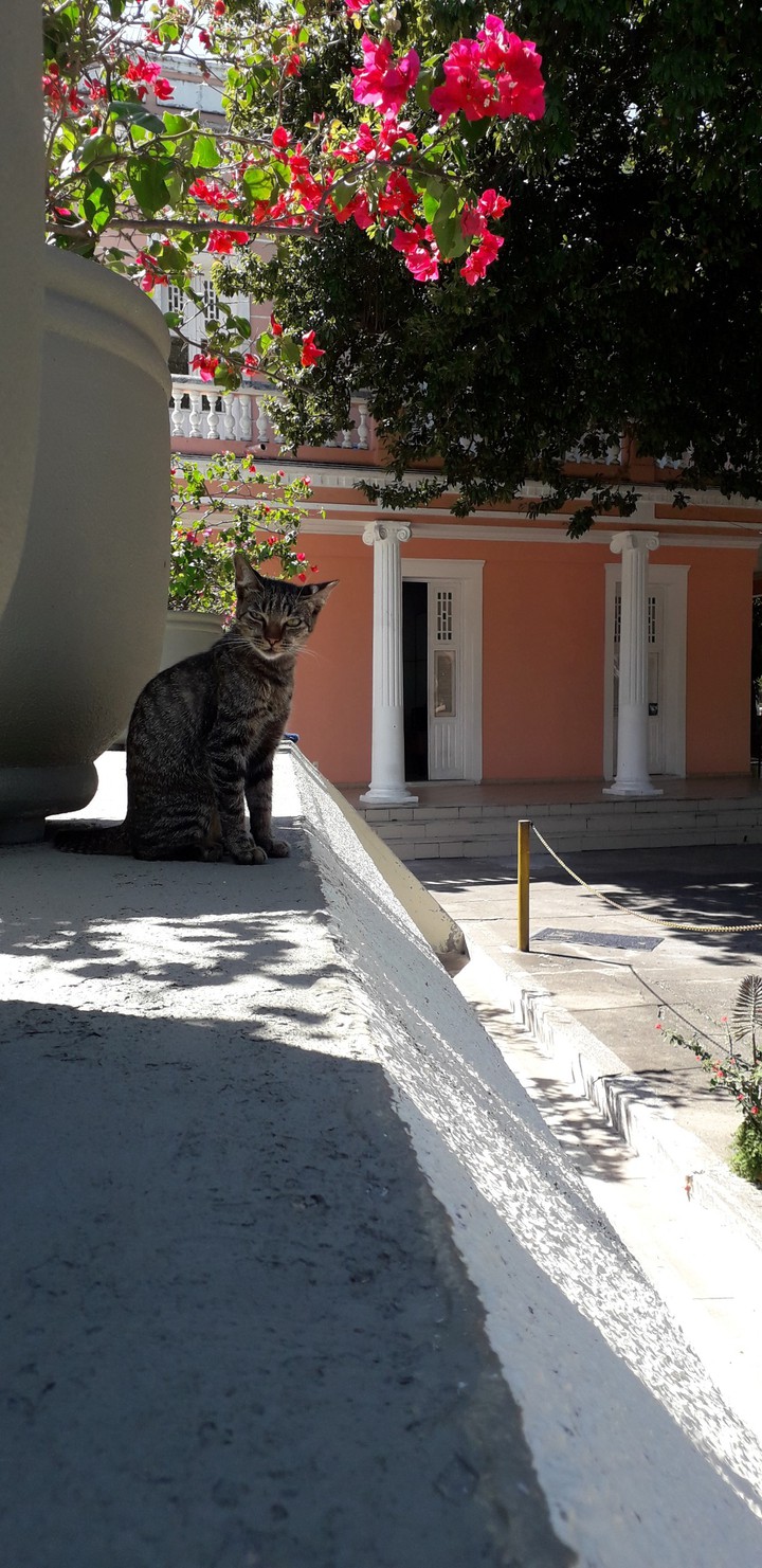 Cat and flowers