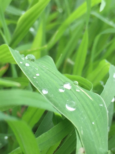 rain drop