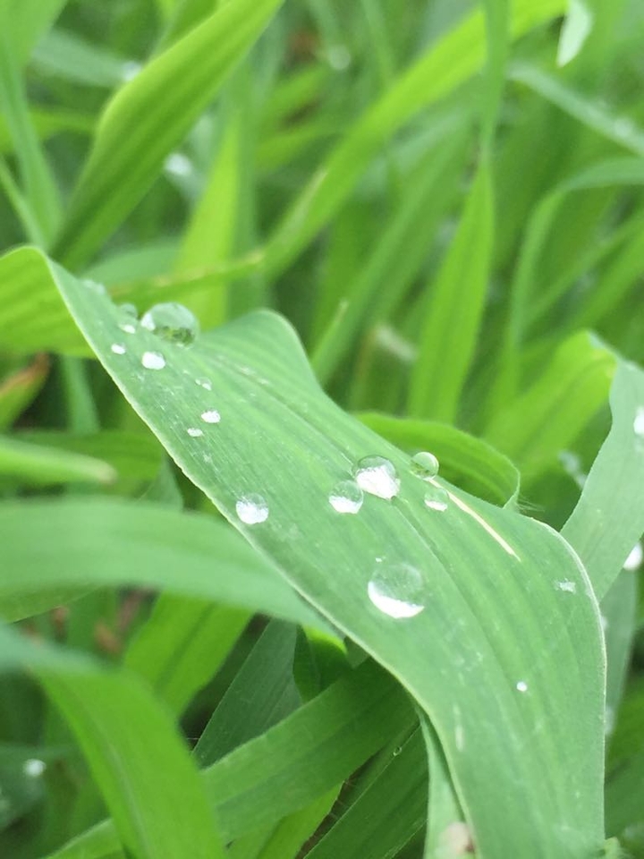 rain drop