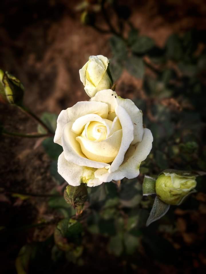 white rose
