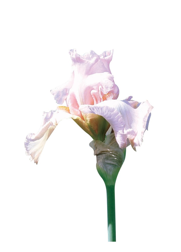 식물이미지