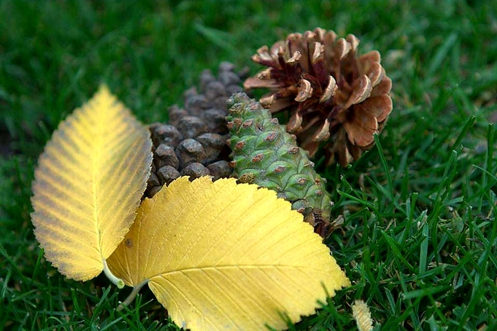 Leaves